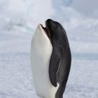 Avatar of Freiwildkartoffel