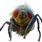 Avatar of Schokofliege