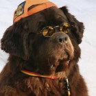 Avatar of Streetviewspo