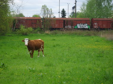 Graffiti Train in Tarnow - Photo by Aver - BKS (2014)