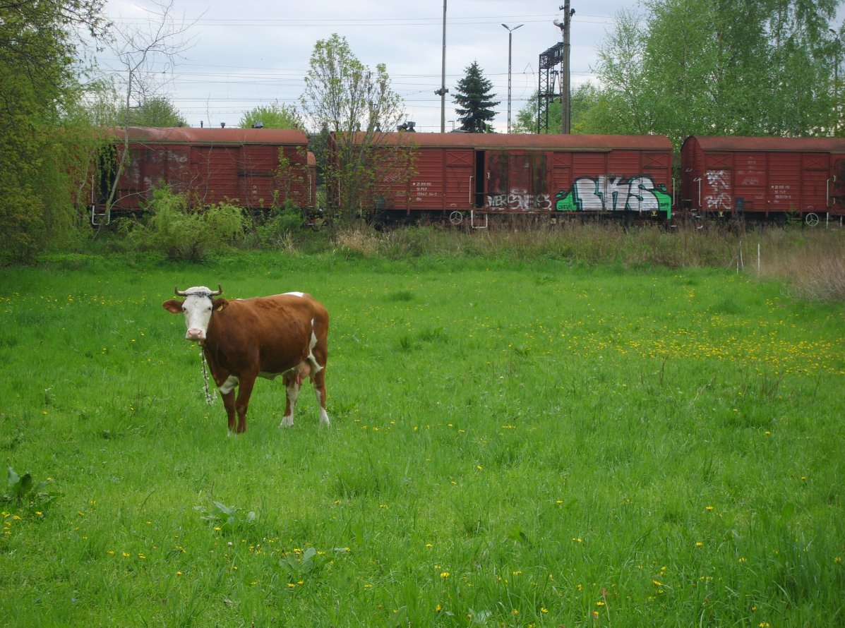 Graffiti Train in Tarnow - Photo by Aver - BKS (2014)