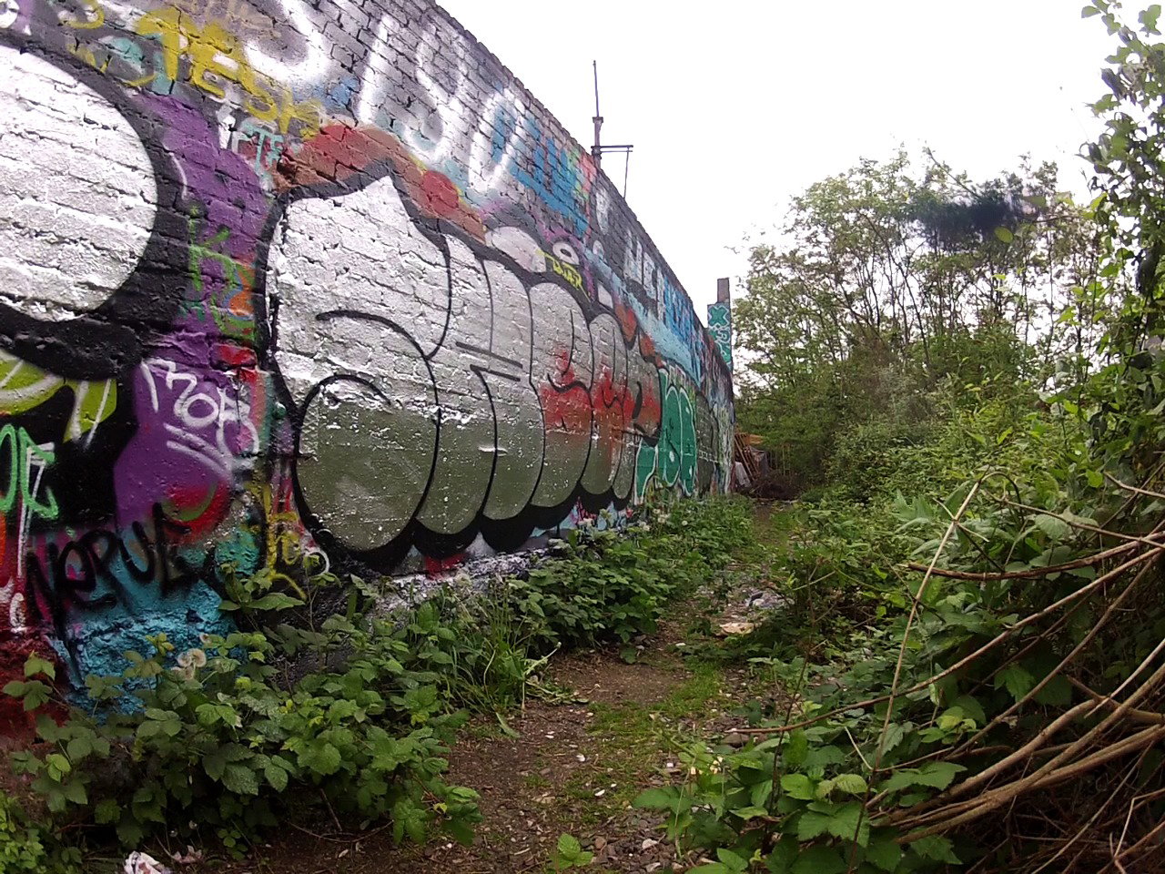 Graffiti in Köln - Photo by Benny - SHEEP (2015)