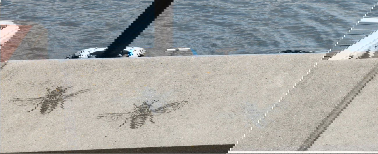 Graffiti Street Art in Kiel - Photo by CALUE - fly