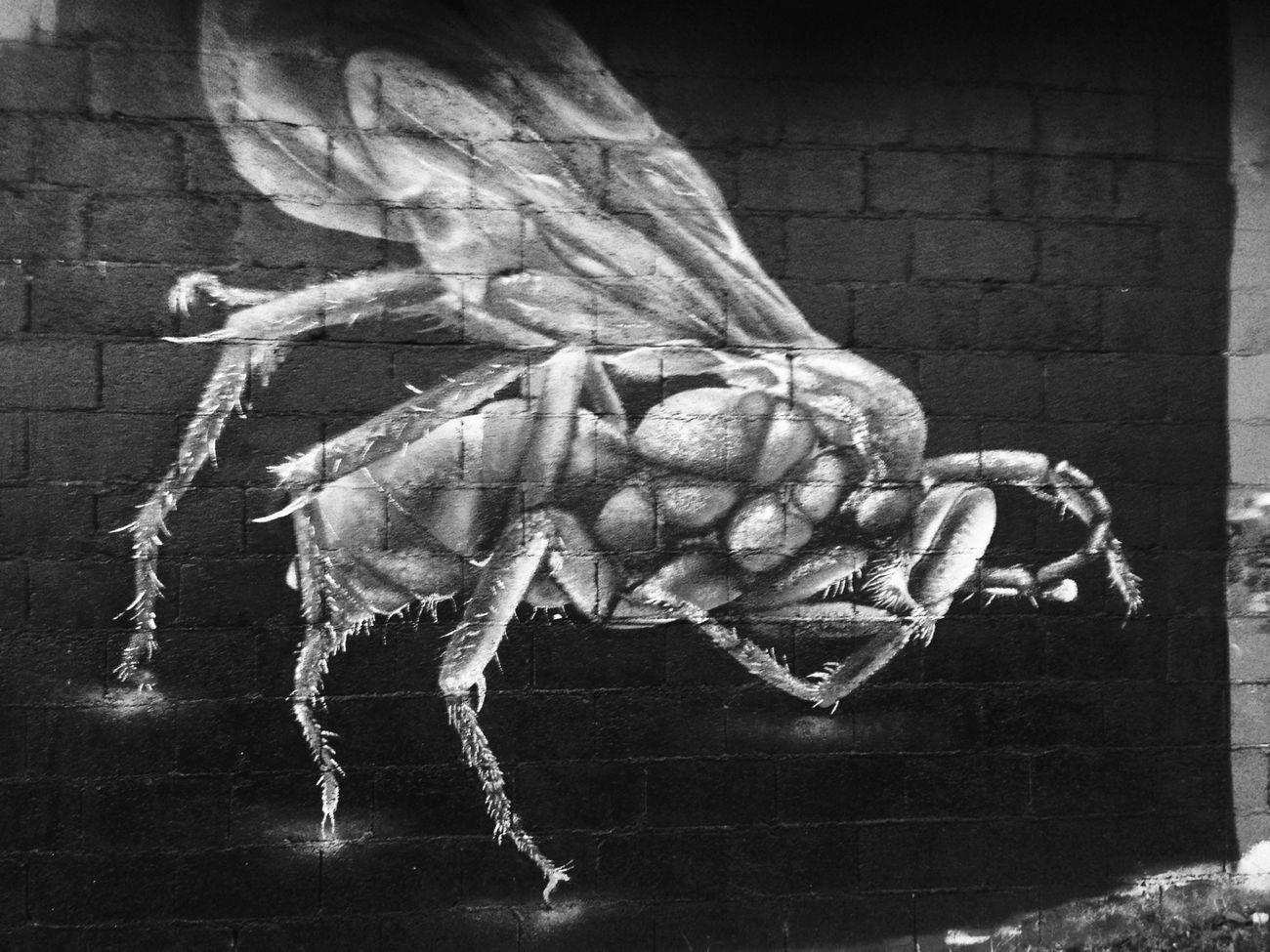 Graffiti Wall - Photo by Calmo