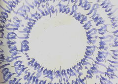 Photo #215277 by koal