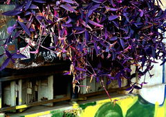 Graffiti Street Art - Photo by Fabio77 - houseart, graffitis (2025)