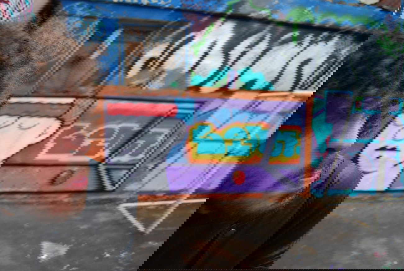 Graffiti Wall - Photo by Leank - Leank, Dma, Act (2014)