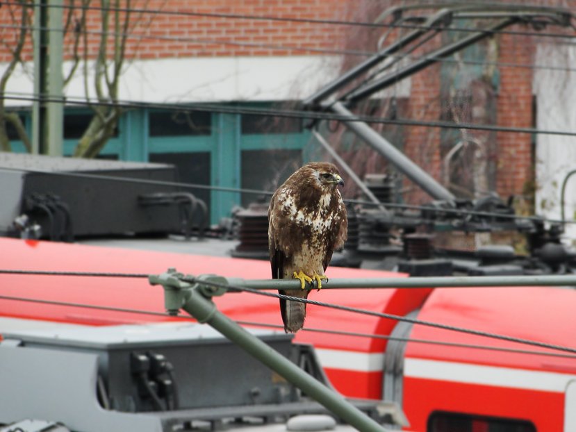 Graffiti Artwork - Photo by Legion0711 - Stuttgart, Yard, Animals (2013)