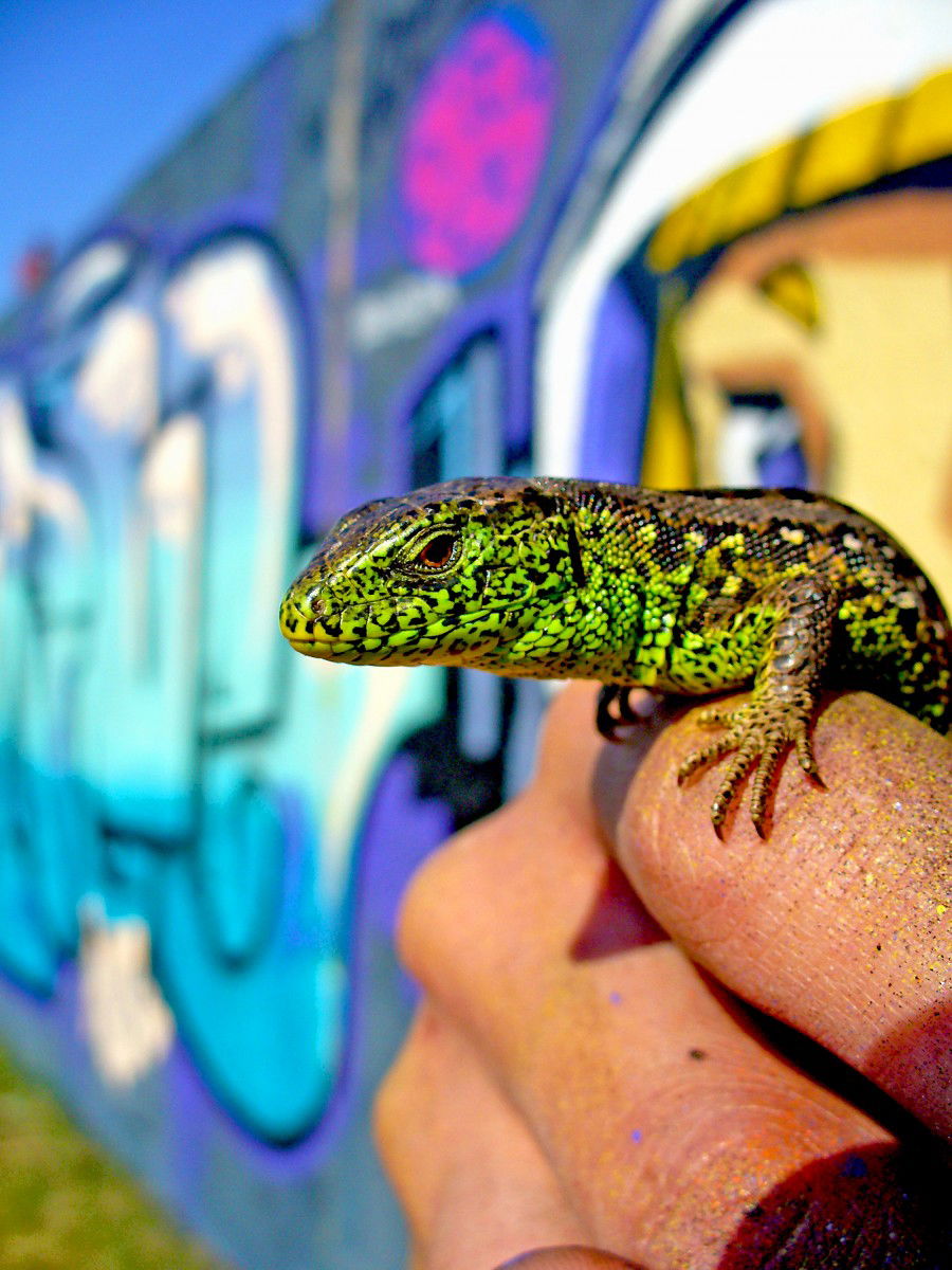 Graffiti Artwork in Baranovichi - Photo by Lets77