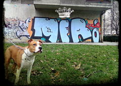 Photo #66198 by wise