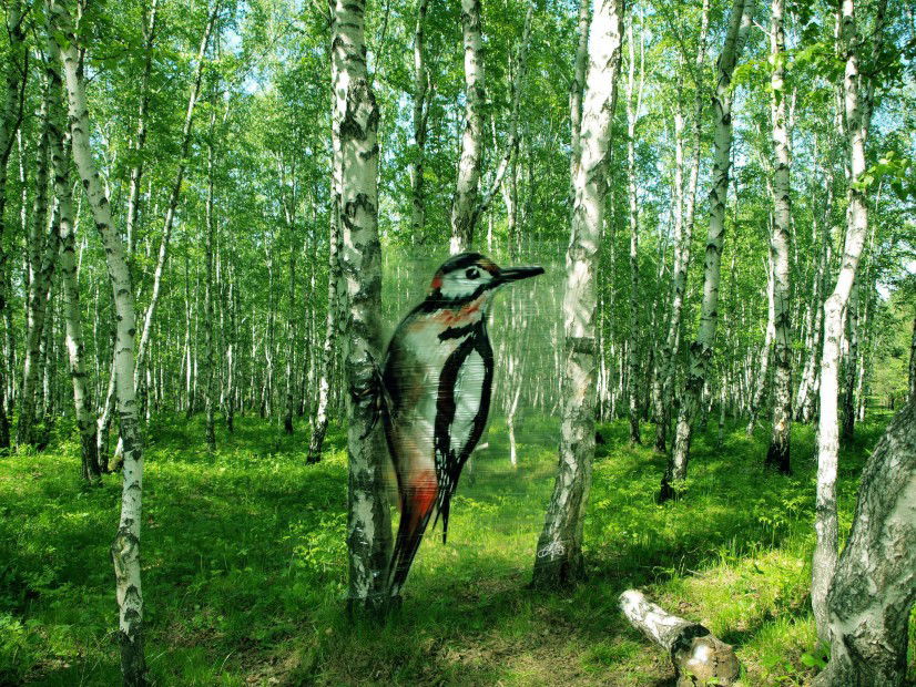 Graffiti Artwork in Irkutsk - Photo by MING - ming, woodpecker, russia