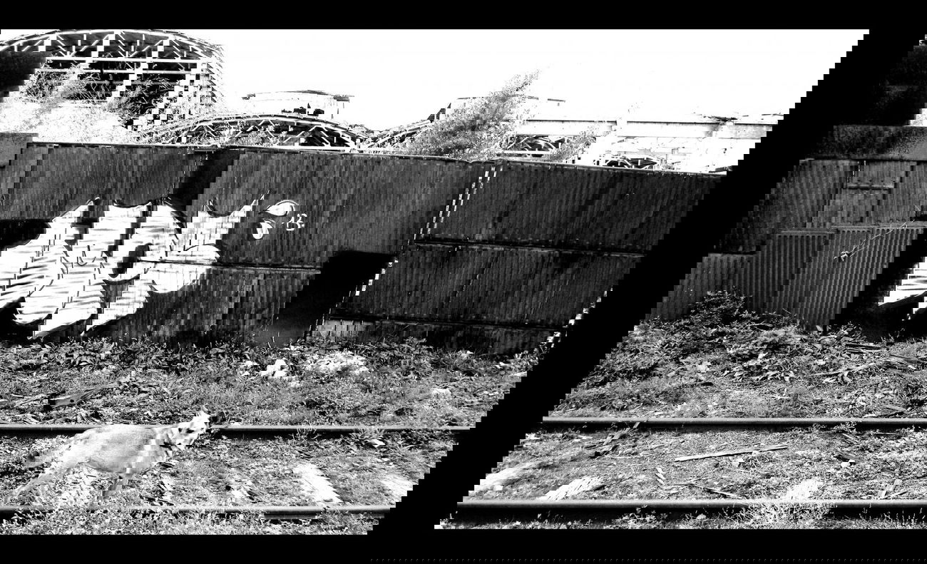 Graffiti Bombing - Photo by NCPF