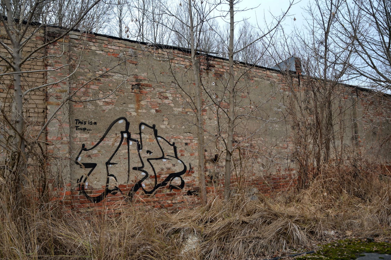 Graffiti Bombing - Photo by NOIIO3 - tup, throwup (2016)