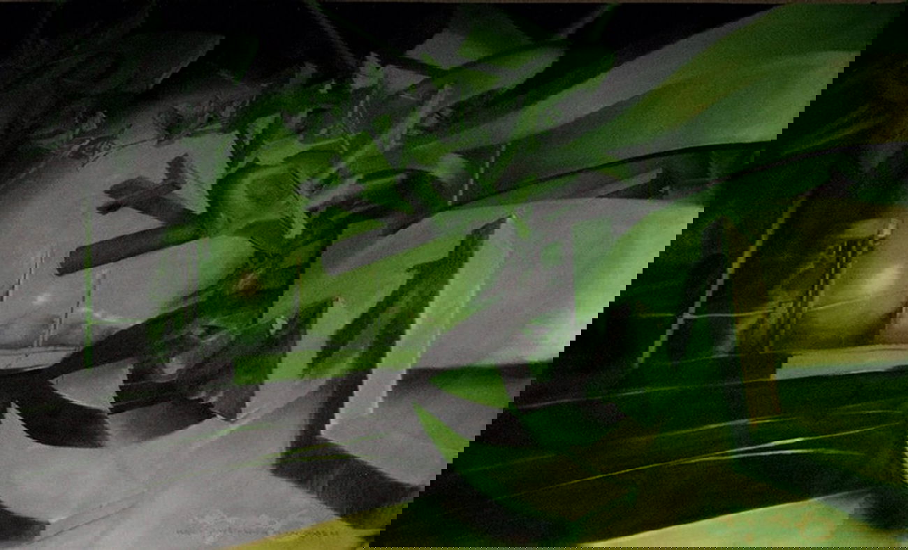 Graffiti Wall in Oldenburg - Photo by Nugat - dns (2006)