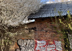 Photo #249685 by iobe1