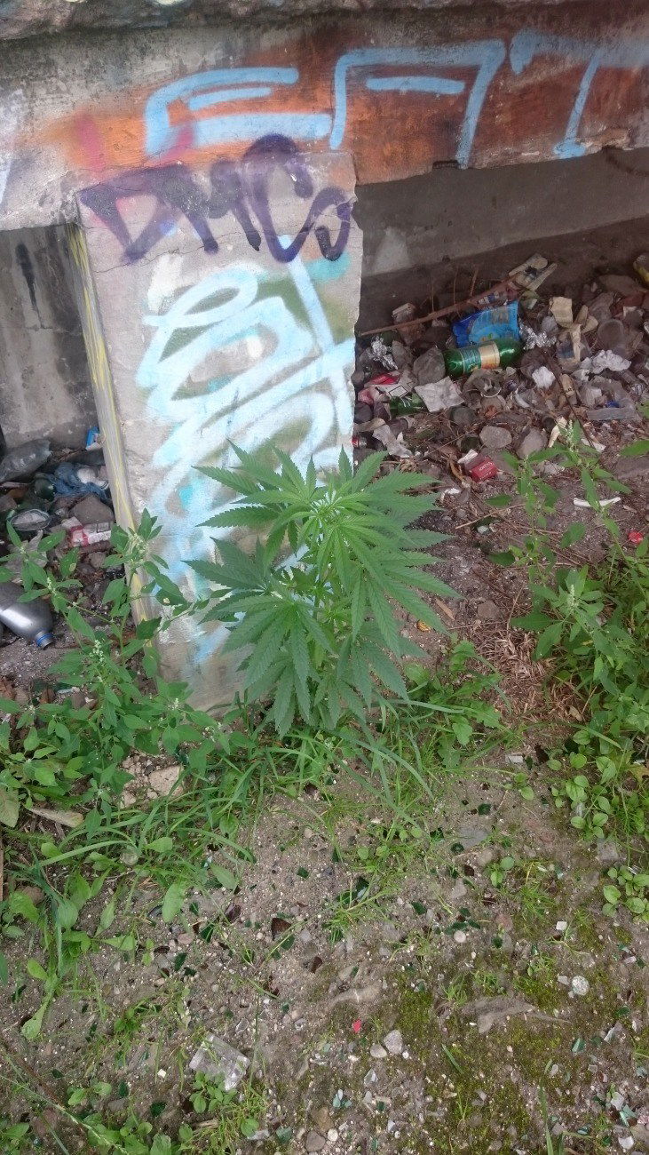 Graffiti Artwork - Photo by SOPRAN - POT, ON, THE