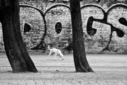 Graffiti Bombing in Berlin - Photo by Schmierfink030 - BAD, OGS, GOGS