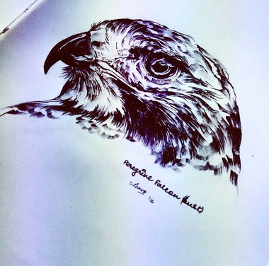 Graffiti Sketch - Photo by Tsavo - peregrine, rapid, sketch