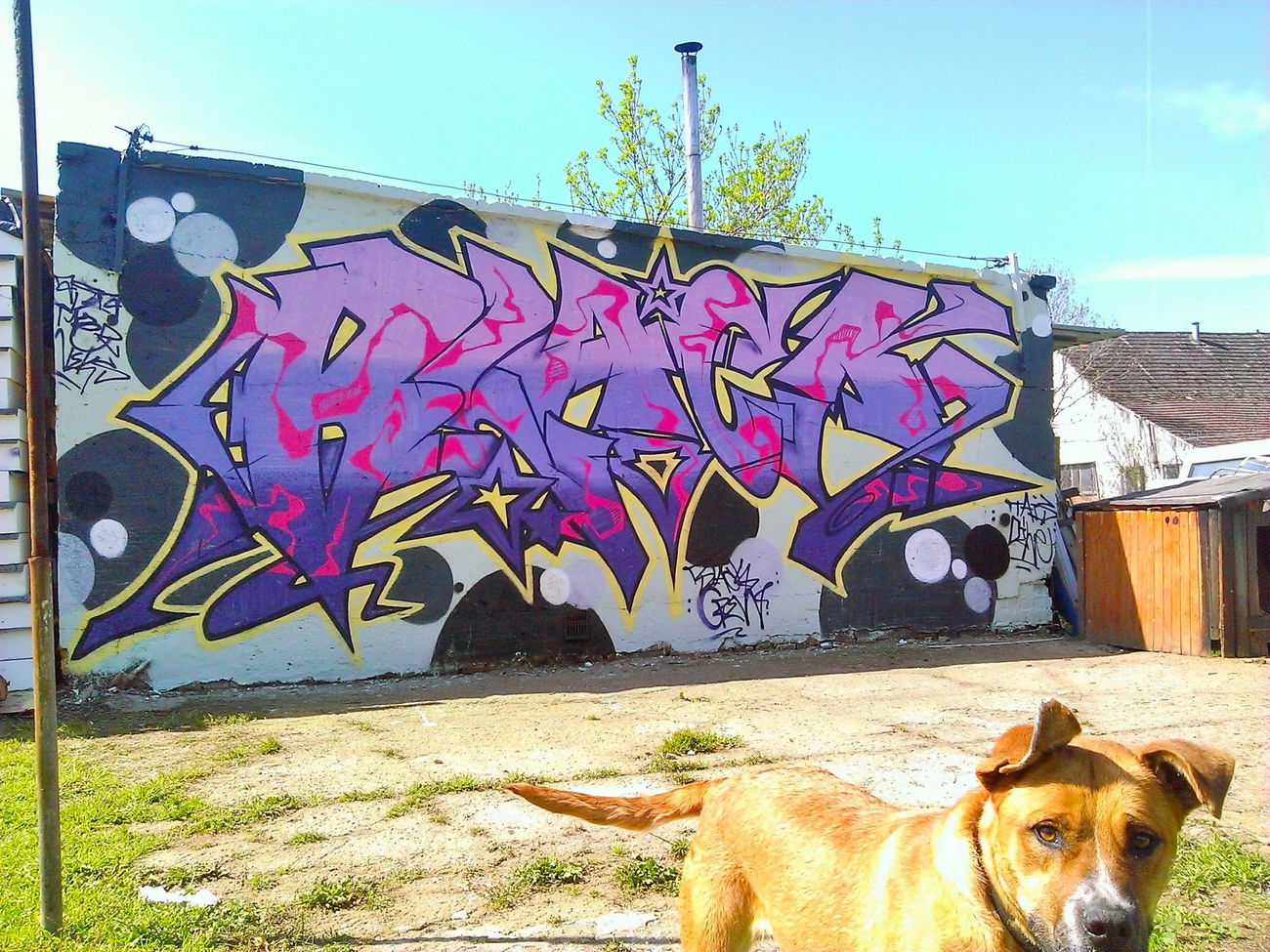 Graffiti Wall - Photo by Typa1 - Typer, Nex