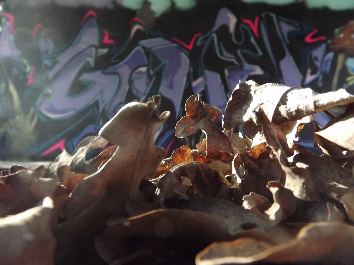 Graffiti Artwork - Photo by WANTED97