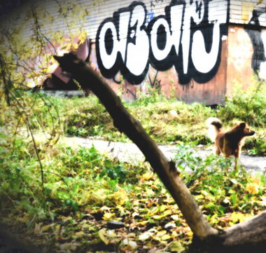 Graffiti Bombing - Photo by a3aRt (2013)