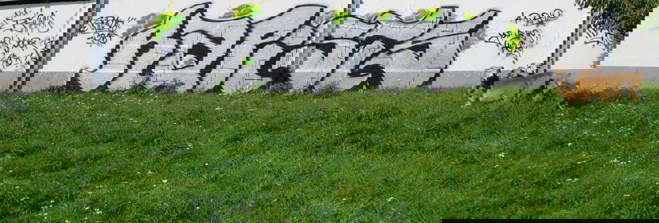 Graffiti Bombing in Gera - Photo by geracity - Rapists (2010)