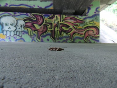 Graffiti Bombing - Photo by kieltaggsatnight - Coige