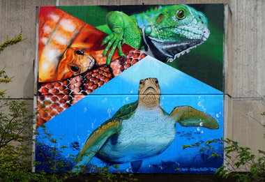 Graffiti Wall - Photo by kuerbiskerne37 - meeresschildkröte, leguan, schlange (heut)