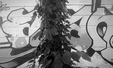 Graffiti Wall - Photo by menoalien187 - black, and, white (2019)