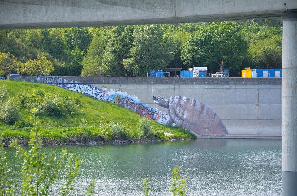 Graffiti Bombing in Wien - Photo by okeey - Turtle, Schildkröte, Wien