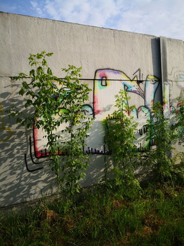 Graffiti Wall - Photo by pannonian - auks