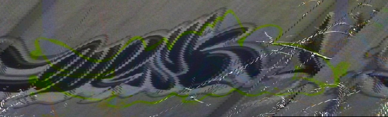 Graffiti Bombing - Photo by quester