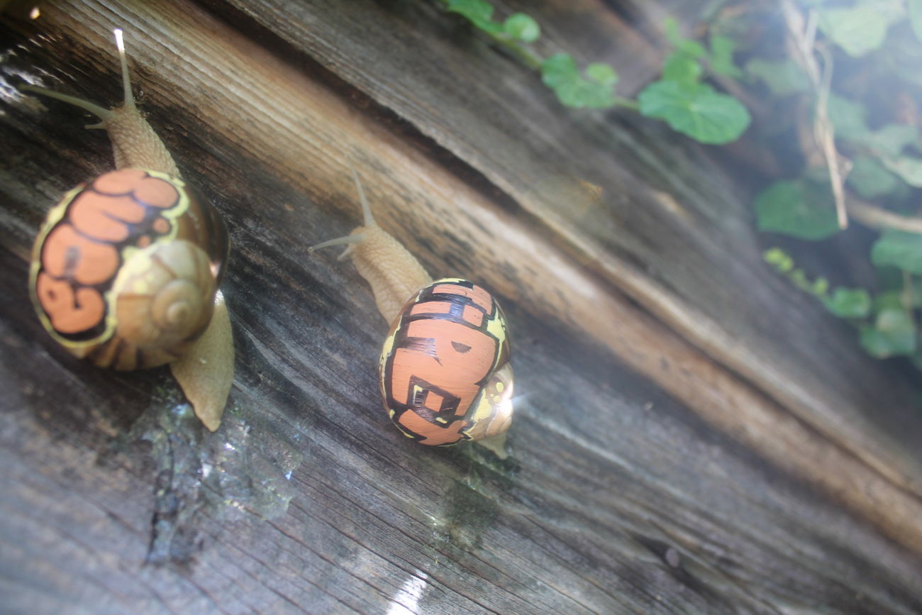 Graffiti Artwork - Photo by tipex (2017)